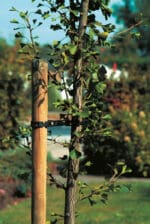 Ontschorste palen vuren - diameter 10cm